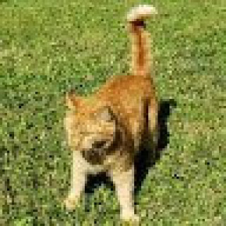 1094609_app_320x320_pixeled.jpg