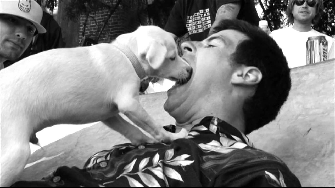 We're Back...<br /><br />Todd Francis returns with a new series for Antihero Skateboards... Pigeons' Revenge!<br /><br />http://antiheroskateboards.com