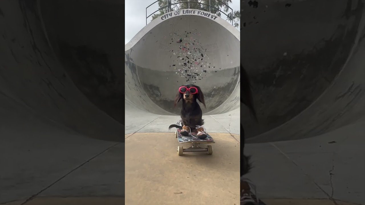 The shoe that changed the world forever. <br /><br />The éS x @gonktoys Accel dOG<br /><br />https://esskateboarding.com/collections/footwear/products/accel-og-dogs-day-brown-white-5107000138-217<br /><br />------------------------------------------------------<br />Shop éS footwear and apparel<br />https://esskateboarding.com/<br /><br />Subscribe to our YouTube channel:<br />https://www.youtube.com/user/esskateboarding?sub_confirmation=1<br /><br />We command you follow the Lords and Masters on all social media!<br />Facebook: https://www.facebook.com/esskateboarding<br />Instagram: https://www.instagram.com/esskateboarding/