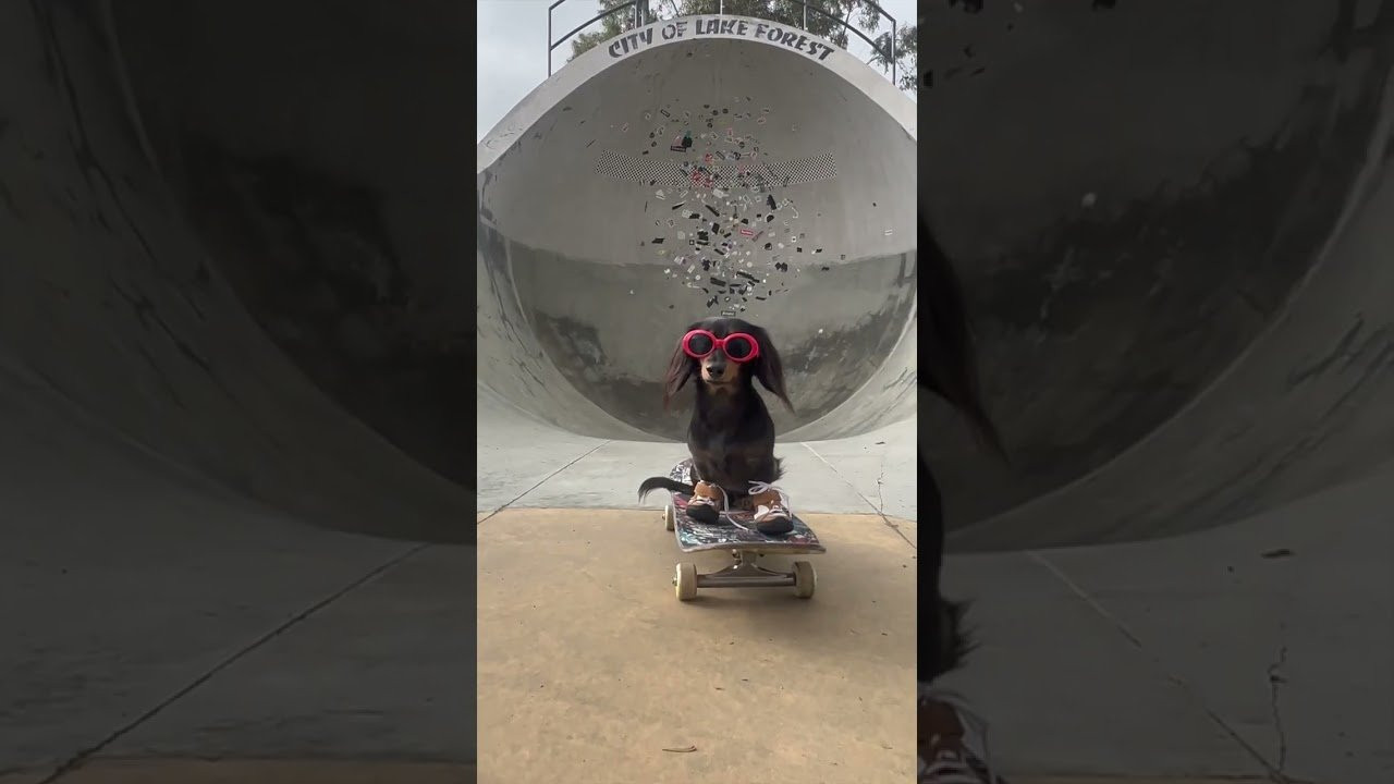 The shoe that changed the world forever. <br /><br />The éS x @gonktoys Accel dOG<br /><br />https://esskateboarding.com/collections/footwear/products/accel-og-dogs-day-brown-white-5107000138-217<br /><br />------------------------------------------------------<br />Shop éS footwear and apparel<br />https://esskateboarding.com/<br /><br />Subscribe to our YouTube channel:<br />https://www.youtube.com/user/esskateboarding?sub_confirmation=1<br /><br />We command you follow the Lords and Masters on all social media!<br />Facebook: https://www.facebook.com/esskateboarding<br />Instagram: https://www.instagram.com/esskateboarding/