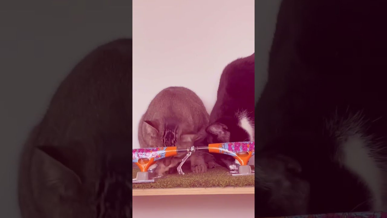 Enjoy the videos and music you love, upload original content, and share it all with friends, family, and the world on YouTube.