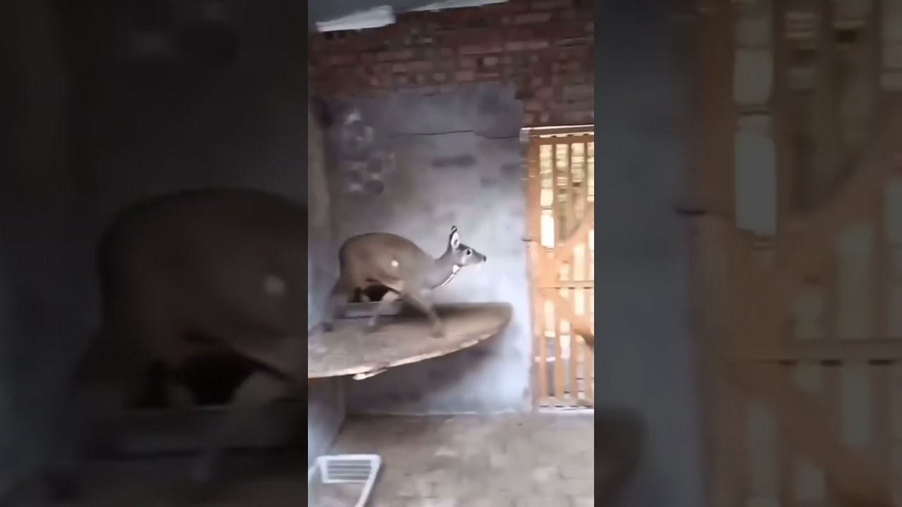 Enjoy the videos and music you love, upload original content, and share it all with friends, family, and the world on YouTube.