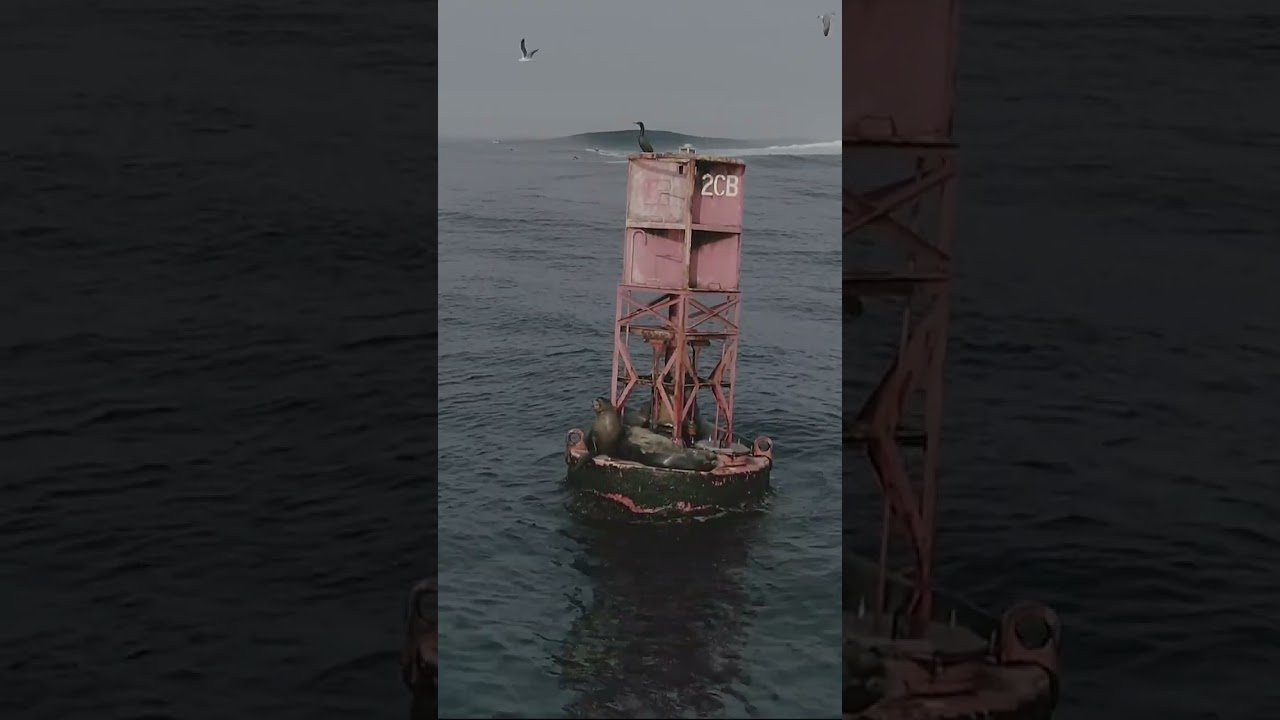 “Every time you go surfing you are entering the food chain…” <br />Who’s ready to try their chances at Cortes Bank? Video by Jamy Donaldson Shop for big wave gear at https://bigwavemerch.myshopify.com/<br /><br /><br />#sharks #greatwhiteshark #100footwave #cortesbank #bigwavesurfing #bigwave #xxl #surfing #bigwavesurfing #nazare #jaws #mavericks #hoodies #teeshirts #adventure #ocean #california #surf #wave