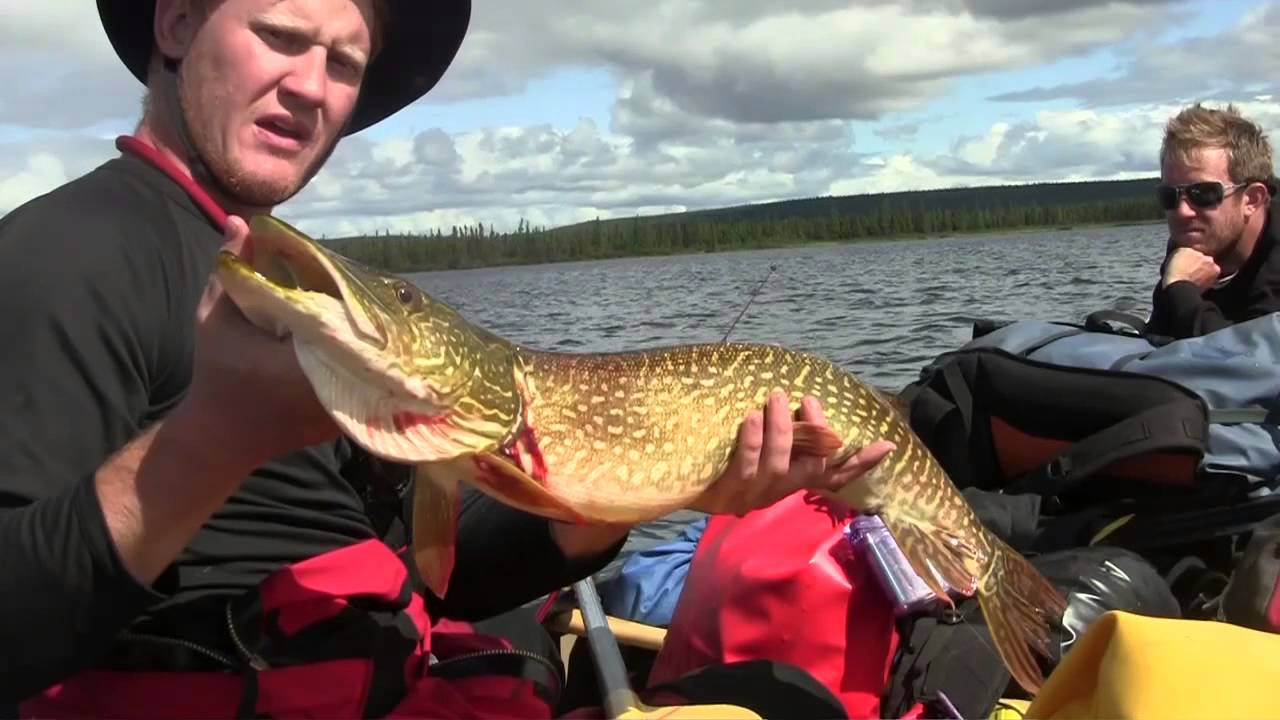 Ted hauls in a lunker pike, and Jim describes the finer points of cleaning fish in the field.