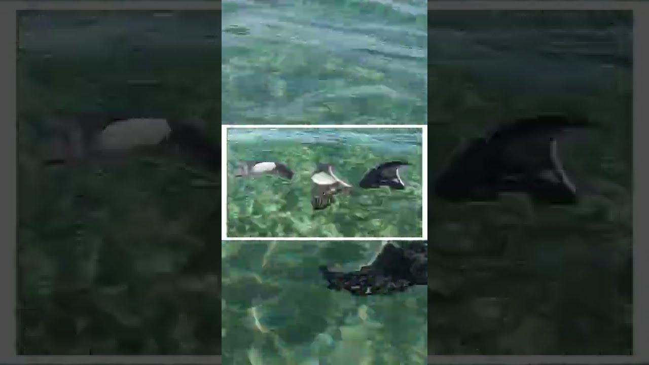 Press for Endorfins: https://www.firewiresurfboards.com/collections/endorfins <br /><br />The Fin set seen in this video is the Slater Designs Endorfins KS1 by Kelly Slater