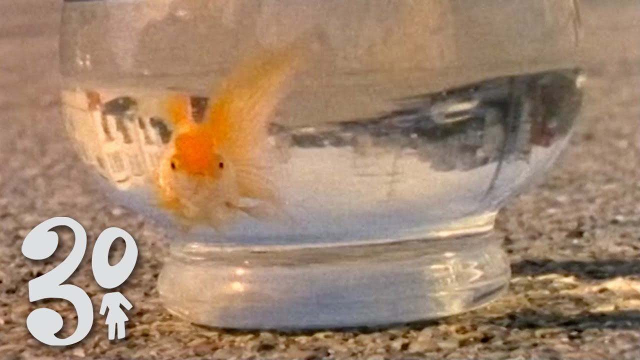 During our Three Decades of Girl show in LA, we had three mixtapes playing for each decade of Girl. We decided to upload them now as we close out our 30th year. Onto the next one, happy new years everyone!<br /><br />Follow Crailtap on Instagram: http://instagram.com/Crailtap<br />Daily Content and More!: http://Crailtap.com<br />Like Crailtap on Facebook: http://fb.com/Crailtap<br /><br />#3DecadesofGirl #GirlSkateboards