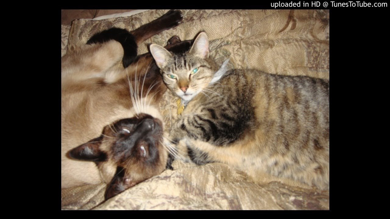 Icons-Gun Shots, Drug Drops, and Mean Mugs<br /> NeedlesMicsCansLinoleum<br /> <br /> -Video Upload powered by https://www.TunesToTube.com