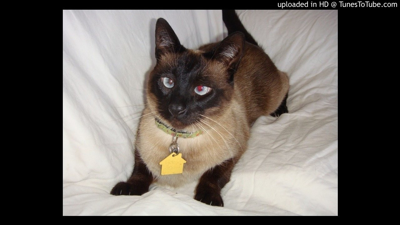 Icons-Peep What I Wrote<br /> What Legends Are Made Of<br /> <br /> -Video Upload powered by https://www.TunesToTube.com