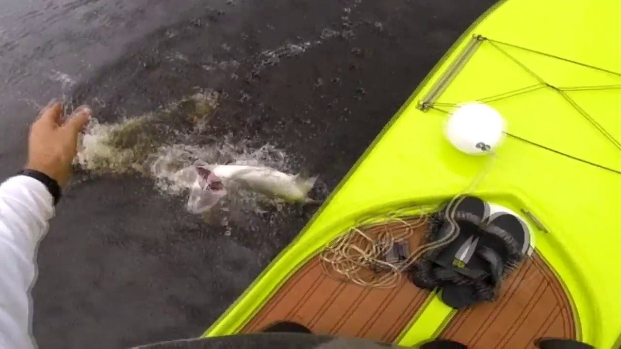Angler goes SUP fishing for tarpon on Florida's San Sebastian River and then explains what setup he used to catch it. Video courtesy of Palm Beach Pete