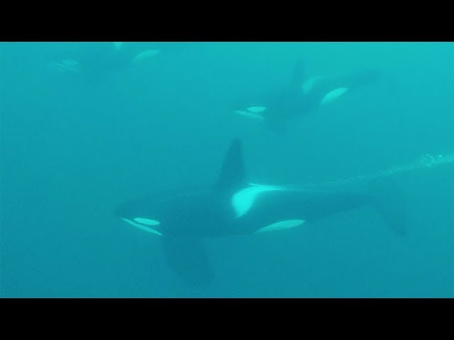 Standup paddler Kari Schibevaag gets up close with Orca whales above and below the surface in Norway.