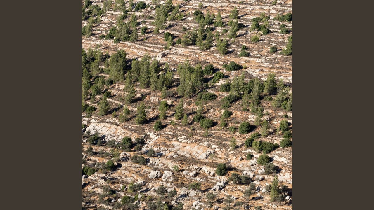 Provided to YouTube by Redeye Worldwide<br /><br />Honeycomb · Alabaster DePlume<br /><br />Cremisan: Prologue To A Blade<br /><br />℗ 2024 International Anthem<br /><br />Released on: 2024-10-15<br /><br />Main Artist: Alabaster DePlume<br />Producer: Angus Fairbairn<br />Composer: Angus Fairbairn<br />Arranger: Angus Fairbairn<br />Music Publisher: Domino Publishing Co<br /><br />Auto-generated by YouTube.