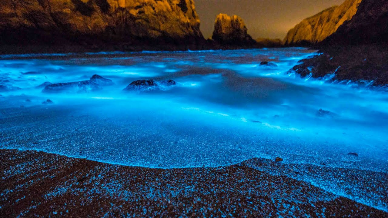 Learn what is bioluminescence and why ocean waves glow blue during the night.<br /><br />This beautiful worldwide phenomenon illuminates the ocean with a blue glow.<br /><br />The light is created by bioluminescent dinoflagellates - plankton - which activates a blue glow when movement in the water occurs.<br /><br />During the day, the plankton gathers energy from the sun and uses it to produce the blue glow.<br /><br />Since their glow is controlled by circadian rhythms, the illumination effect only occurs at night.<br /><br />The blue light is believed to be a defensive mechanism that startles predators and makes them vulnerable to predators of higher trophic levels.