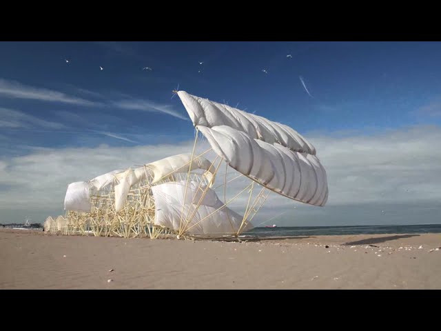 "Animaris Rex" is a kinetic sculpture created by Dutch artist Theo Jansen, known for his wind-powered Strandbeest creations.<br /><br />It is an 18-meter-long structure described as a "herd of beach animals" that move in harmony.<br /><br />These creatures, designed to band together, collectively increase their resistance against strong winds and storms.<br /><br />If left alone, individual units might be vulnerable to the wind, but when interconnected, their collective strength makes them more resilient.<br /><br />The "Animaris Rex" is primarily constructed from materials such as plastic PVC tubing and PET bottles.<br /><br />This particular sculpture stands out due to its impressive length and interconnected design, wherein multiple walking units, referred to as "Ordissen," function in unison.<br /><br />It's designed to move gracefully along the beach, propelled by the wind.<br /><br />Footage: @strandbeestfilm <br /><br />Subscribe to SurferToday on YouTube<br />🔔 http://bit.ly/2TSO2be<br /><br />Online Surf Shop<br />🏄🏻‍♂️ https://bit.ly/online-surf-shop