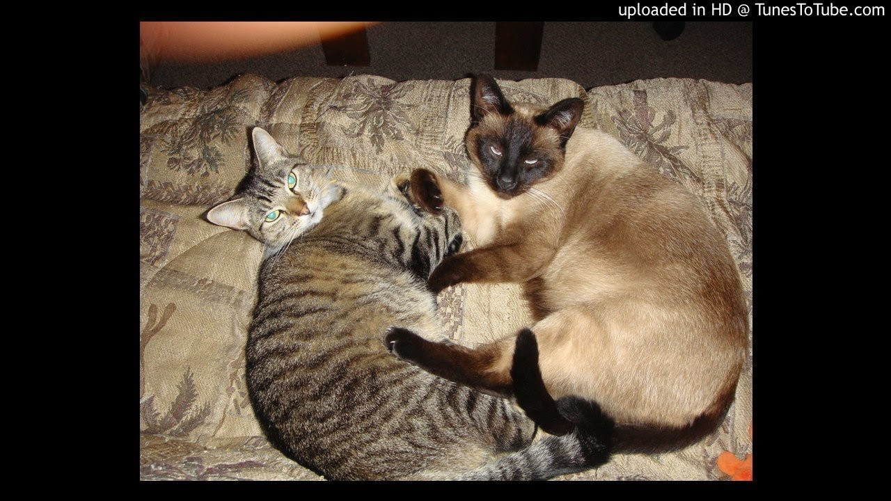 Roundtable M.C.'s- Mad Mad World<br /> <br /> -uploaded in HD at http://www.TunesToTube.com