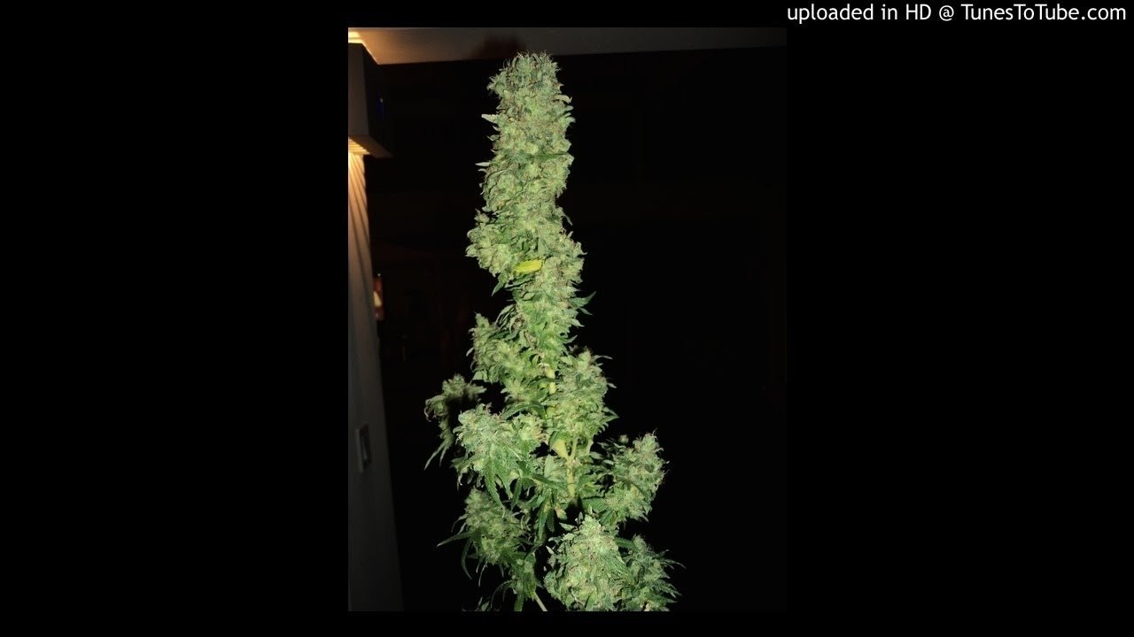 Roundtable M.C.'s-Cumulonimbus<br /> <br /> -uploaded in HD at http://www.TunesToTube.com