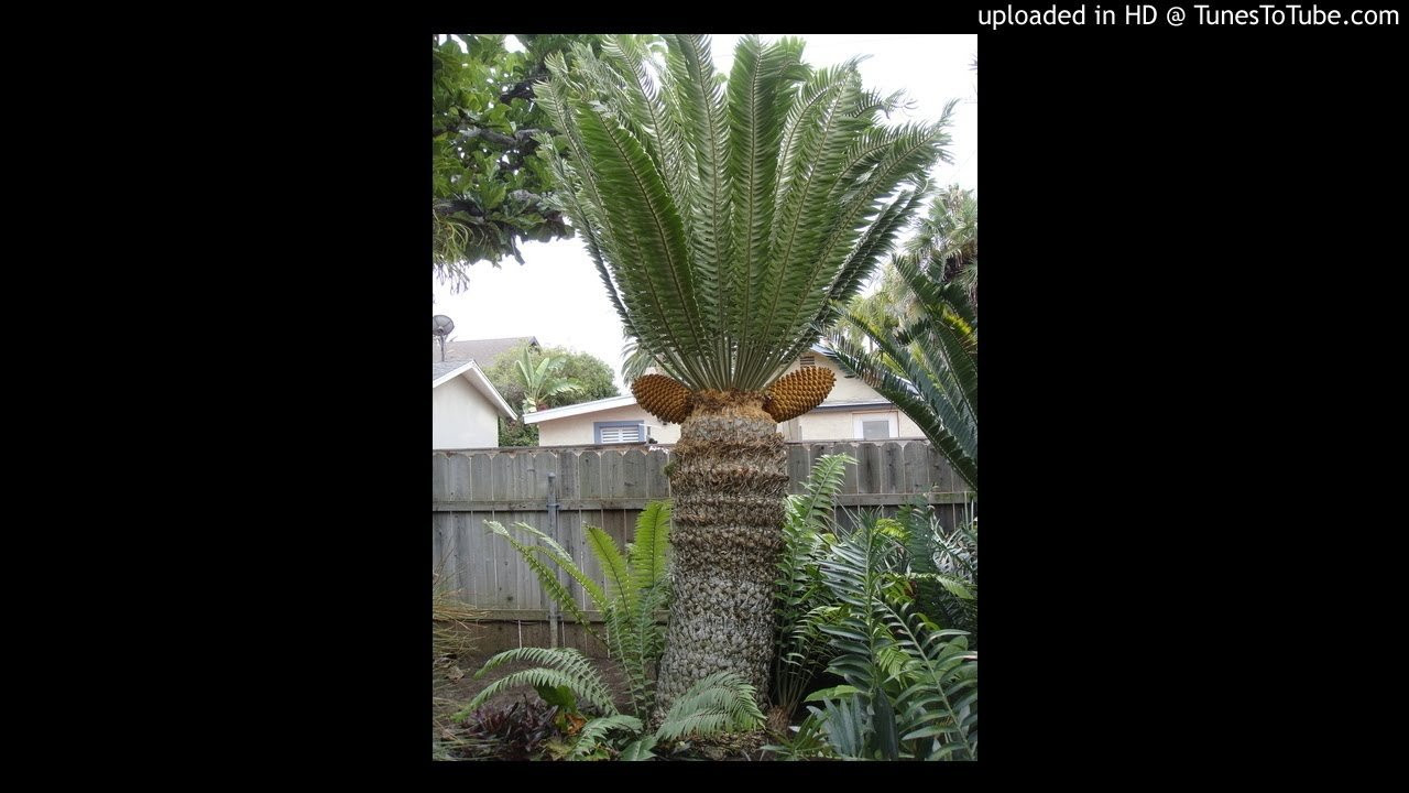 Dj Swamp-My Peaceful Hell<br /> <br /> -uploaded in HD at http://www.TunesToTube.com