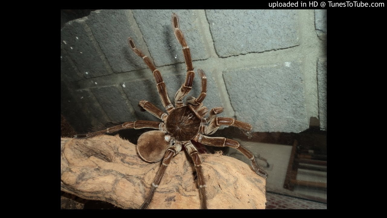 Icons-Inner Sanctum<br /> What Legends are Made Of<br /> <br /> -uploaded in HD at http://www.TunesToTube.com