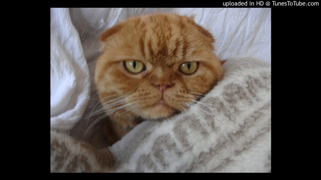 Roundtable M.C.'s-S.D. Chargers<br /> <br /> -uploaded in HD at http://www.TunesToTube.com