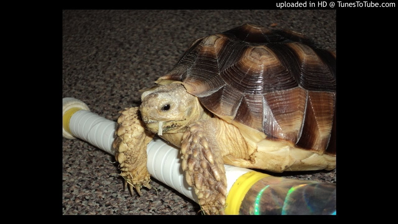 Roundtable M.C.'s-Sight Thru Sound<br /> <br /> -uploaded in HD at http://www.TunesToTube.com