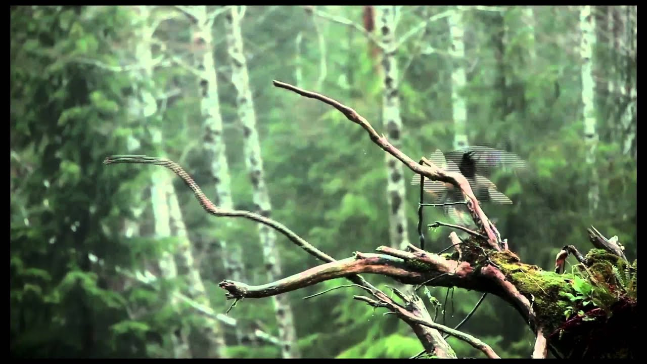 2013 SUP Awards Presented by Body Glove- Movie of the Year- STAND<br /><br />STAND, a new film from b4apres Media in association with Dendrite Studios and presented by Quiksilver Waterman, will take you into the heart of the largest temperate rainforest on the planet the Great Bear in British Columbia, Canada. Hung on the skeleton of a good ol' fashioned adventure undertaken by a group of surfers, the potential effects of introducing super tankers to these pristine waters will be articulated. As the crew moves through this remote region under their own power, the landscape will be unfurled one paddle stroke at a time and punctuated by the faces and fears of the First Nation people who call this garden of Eden their home. Not just an efficient mode of transport, a stand up paddleboard expedition will be symbolic of "standing up" to preserve this last bastion of rainforest. Captured in cinematic High Definition, the film will bring the Enbridge Pipeline debate into the the collective consciousness in a way that will have you fishing in your basement for that old fluorescent wetsuit.