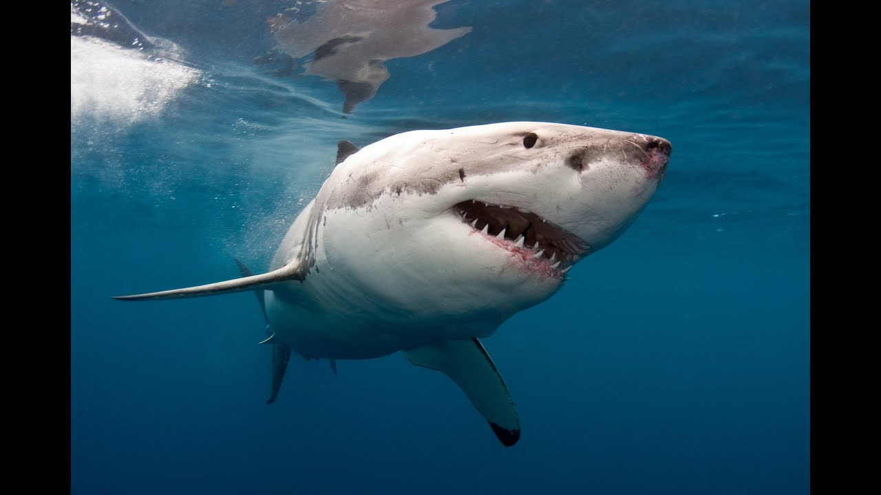 Professional surfer Greg Long's discusses his closest encounter with a shark at Rocky Point on the North Shore of Oahu. <br /><br />http://www.TheSurfChannel.com<br />___<br /><br />The Surf Channel is an original, free, ad supported television network delivered on cable, satellite and IPTV services, web and wireless. The Video On Demand television network will be found on cable, satellite, telco and digital. Distribution partners include: Comcast, Cox Communications, DirecTV, Dish Network, Filmon.com.<br /><br />For industry news around the clock and to find out about the upcoming television launch, check out:<br /><br />http://www.TheSurfChannel.com<br />http://www.Facebook.com/TheSurfChannel<br />http://www.Twitter.com/TheSurfChannel<br />http://www.Instagram.com/TheSurfChannel<br /><br />* Twitter/Instagram your best barrel face to win prizes every month to #TheSurfChannel #BarrelFace, and 'Like' us on Facebook to join history's first network dedicated to the great sport of surfing.