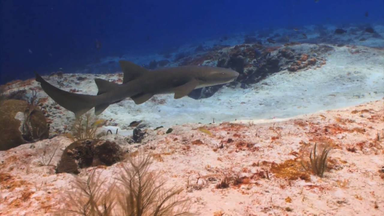 202016 Shark Week is finally here! Those of you that haven't heard of Shark Week, or don't understand it's hype, we will catch you up to speed/. Essentially, it is a week long television program of original information content on sharks. <br /><br />So now that you're up to speed, The Surf Channel has a surprise for you! We have a couple exclusive videos on sharks in ode to Shark Week. In this video, Dr. Keith Korsmeyer, a professor of biology at Hawaii Pacific University, gives us a quick lesson on a variety of sharks native to the Hawaiian Islands including Great White Sharks, Mako Sharks, Tiger Sharks, and even the Megalodon.<br /><br />http://www.TheSurfChannel.com<br />___<br /><br />The Surf Channel is an original, free, ad supported television network delivered on cable, satellite and IPTV services, web and wireless. The Video On Demand television network will be found on cable, satellite, telco and digital. Distribution partners include: Comcast, Cox Communications, DirecTV, Dish Network, Filmon.com.<br /><br />For industry news around the clock and to find out about the upcoming television launch, check out:<br /><br />http://www.TheSurfChannel.com<br />http://www.Facebook.com/TheSurfChannel<br />http://www.Twitter.com/TheSurfChannel<br />http://www.Instagram.com/TheSurfChannel<br /><br />* Twitter/Instagram your best barrel face to win prizes every month to #TheSurfChannel #BarrelFace, and 'Like' us on Facebook to join history's first network dedicated to the great sport of surfing.