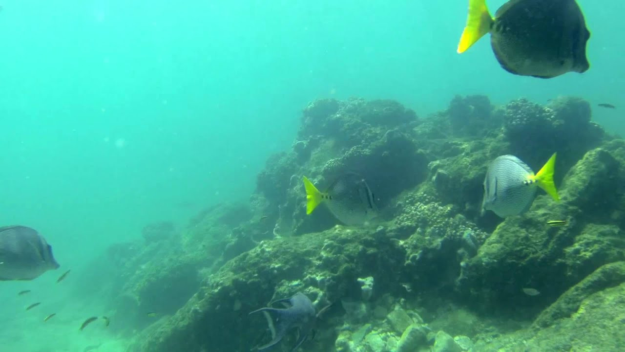 As a must-visit destination for surfers (especially those living in Southern California), Los Cabos is full of a wide variety of activities for travelers looking for a well rounded experience. Thankfully, Cabo Adventures offers all of those activities beginning at one location in Cabo San Lucas.<br /><br />From snorkeling and swimming with dolphins, to zip lining and whale shark encounters, Cabo Adventures offers some of the most exciting encounters with nature offered in Baja California Surf, Mexico. Their friendly staff is highly organized and will assist you with every need before, during, and after your personally selected tours. When visiting, we recommend not missing snorkel and sea tour so you can see Baja's reef life, and get a bit of history of the iconic arch of Cabo San Lucas: <br /><br /><br /><br />One of the toughest challenges of traveling to a new location is learning how to navigate around language barriers, lack of online information, and transportation. Cabo Adventures covers all of those needs by offering both english and spanish speaking staff members, maintaining a detailed website with specific booking information and 'what to expect', and they offer transportation from most hotels in the area. Their staff is also happy to answer any questions you have regarding the area, whether that be finding the best restaurant, coffee shop, beach, or nightlife.<br /><br />http://www.TheSurfChannel.com<br />___<br /><br />The Surf Channel is an original, free, ad supported television network delivered on cable, satellite and IPTV services, web and wireless. The Video On Demand television network will be found on cable, satellite, telco and digital. Distribution partners include: Comcast, Cox Communications, DirecTV, Dish Network, Filmon.com.<br /><br />For industry news around the clock and to find out about the upcoming television launch, check out:<br /><br />http://www.TheSurfChannel.com<br />http://www.Facebook.com/TheSurfChannel<br />http://www.Twitter.com/TheSurfChannel<br />http://www.Instagram.com/TheSurfChannel<br /><br />* Twitter/Instagram your best barrel face to win prizes every month to #TheSurfChannel #BarrelFace, and 'Like' us on Facebook to join history's first network dedicated to the great sport of surfing.