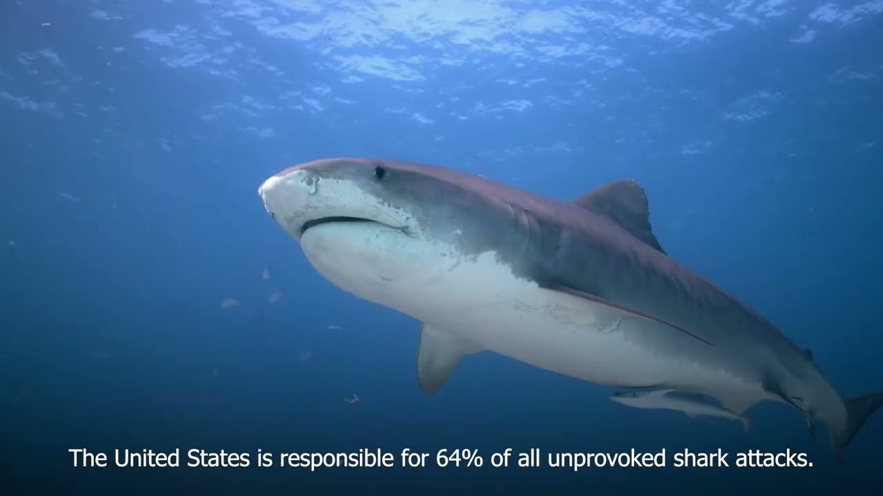 Surfers and beachgoers alike, it's time to add a new app to your surf toolkit.<br /><br />Introducing SafeWatersAI, a unique AI-powered app that's a result of a passion project, merging the love of surfing, technology, and a fascination with all things Shark Week.<br /><br />This surf-lifestyle-inspired creation, with its Kickstarter now live, is poised to redefine how we navigate our interaction with the ocean, forecasting the risk of shark encounters with a gnarly 89 percent accuracy rate.<br /><br />It's like the swell report but for sharkiness.<br /><br />Created by a dedicated team of engineers and data scientists - featuring yours truly, a fellow surfer who's wiped out more times than can be counted - SafeWatersAI provides real-time risk assessment by leveraging AI algorithms to examine historical shark attack data, marine weather conditions, and shark behavior.<br /><br />This valuable tool provides crucial information that can help surfers, beachgoers, and water sports enthusiasts stay safe.<br /><br />A love letter to our oceans and marine life, SafeWatersAI goes beyond human safety. It also aims to protect our finned friends by lowering the chances of unintended encounters.<br /><br />This two-fold approach ensures human safety while contributing to shark conservation, as fewer sharks will be killed in retaliation to attacks.<br /><br />Riding the wave of oceanic responsibility, SafeWatersAI pledges to donate 5 percent of its profits to ocean cleanup initiatives.<br /><br />SafeWatersAI isn't a one-and-done deal.<br /><br />Instead, its AI model continually learns and grows, becoming more intelligent over time and forecasting high-risk days with a solid 89 percent accuracy rate.<br /><br />This precision comes from ceaseless analysis of historical attack data and marine weather conditions, testing its accuracy on 1500+ previous attacks, categorizing 89 percent as "high-risk" days.<br /><br />Meaning at that beach and on that day of the attack previous recorded attack, if you checked the SafeWaters app, the forecast for that day would have read "high-risk."<br /><br />Identifying high-risk days means highlighting when and where the variables align for potential encounters.<br /><br />Armed with this knowledge, surfers can take proactive measures before paddling out, like ditching the bling, sticking to shallow breaks, or hiring extra eyes for shark spotting.<br /><br />While the idea of employing AI to forecast shark encounter risks might sound like sci-fi, it's just one crest in the wave of innovation that AI applications are bringing to our world.<br /><br />From driverless cars to bespoke medical treatments, AI is reshaping the way we live.<br /><br />SafeWatersAI stands as a testament to the vast potential of AI and its increasing significance in our lives.<br /><br />As the Kickstarter campaign for SafeWatersAI makes headway, the interest in AI-empowered solutions continues to surge.<br /><br />While some may find the rise of AI daunting, its incredible benefits across diverse industries and life aspects are undeniable.<br /><br />SafeWatersAI highlights AI's power to increase safety and better our world.<br /><br />Help SafeWaters.AI launch this August by claiming your early bird discounts today and helping contribute to a safer, cleaner ocean environment.<br /><br />Ride the wave of AI innovation with us and contribute to Kickstarter today.<br /><br />Surf's up, and let's keep it that way. Safe and shark-friendly.<br /><br />Subscribe to SurferToday on YouTube<br />🔔 http://bit.ly/2TSO2be<br /><br />Online Surf Shop<br />🏄🏻‍♂️ https://bit.ly/online-surf-shop