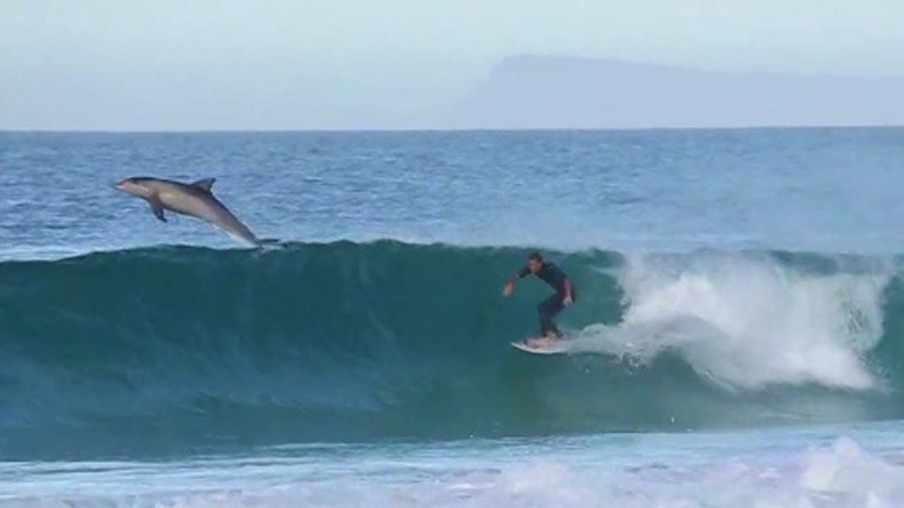 Amazing video with Teale Vanner surfing with dolphins.<br /><br />Subscribe Here for daily XTreme surfing videos: http://www.youtube.com/subscription_center?add_user=surfingxtreme<br /><br />Filming & Editing : Kane Overall <br />Vimeo : https://vimeo.com/user1846992<br />Website : http://www.kaneoverallcreative.com/<br /><br />Subscribe To SurfingX-Treme Here: http://goo.gl/7Vdr0<br />Website: http://www.x-tremevideo.com<br />Twitter: http://twitter.com/XTremeVideo<br />Facebook: http://www.facebook.com/XTvideo