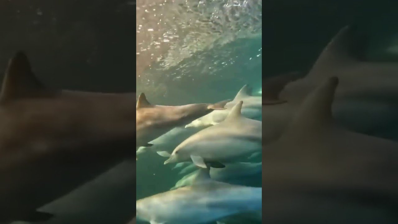 @anthony_walsh_ captures an incredible moment during a duck dive.