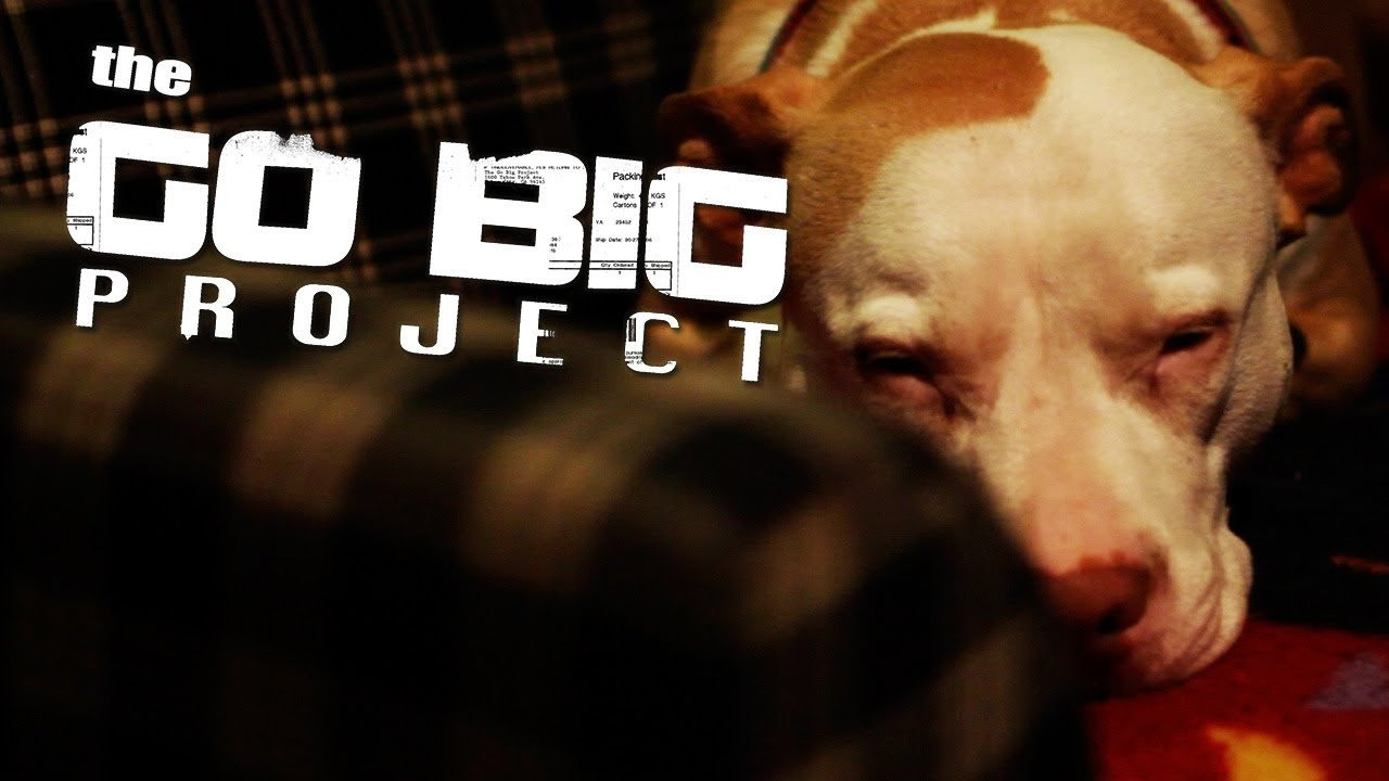 The Go Big pitbull Cheeba takes a walk in Venice, California.