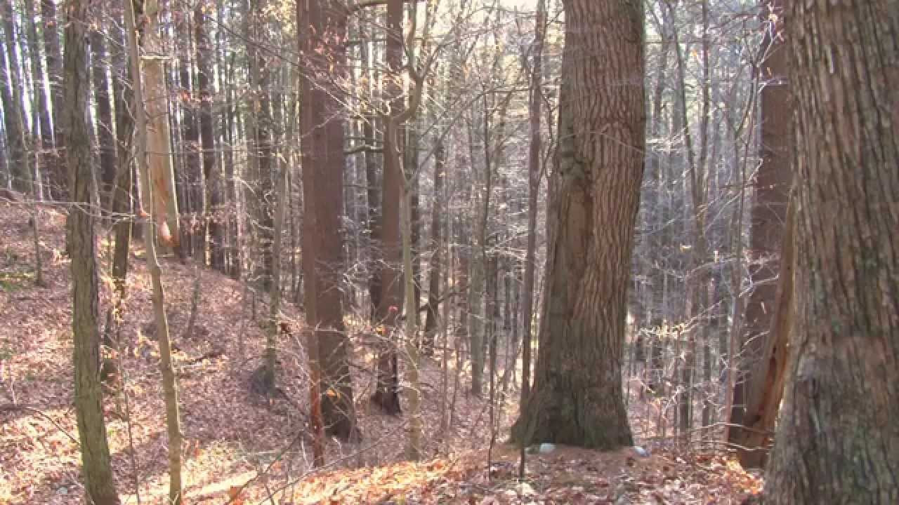 It's the time of year when things are withdrawn into themselves. When trees once wildly interwoven in green now stand silent, solitary, and individual. Old stone walls that run through the woods seem hunkered down and expectant, ready for deep snow. While coming back to Vermont for Christmas was a time to see family, friends, and have some festive in-door skate sessions, it was also a time to withdraw, to be lost to the world and experience on a board the way everything seems to be still before snow.