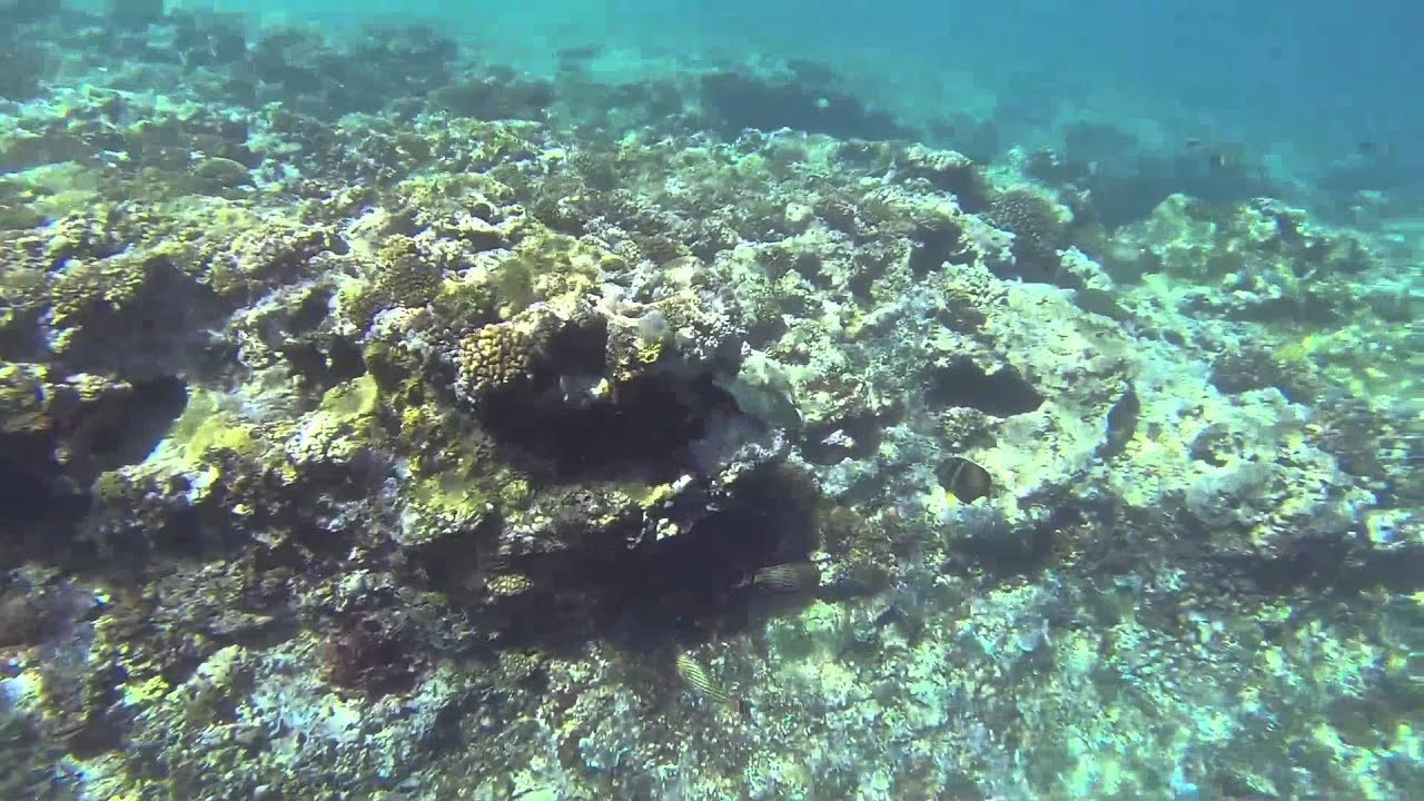 Documenting an underwater paradise in Tahiti with a GoPro Hero3 Black Edition.