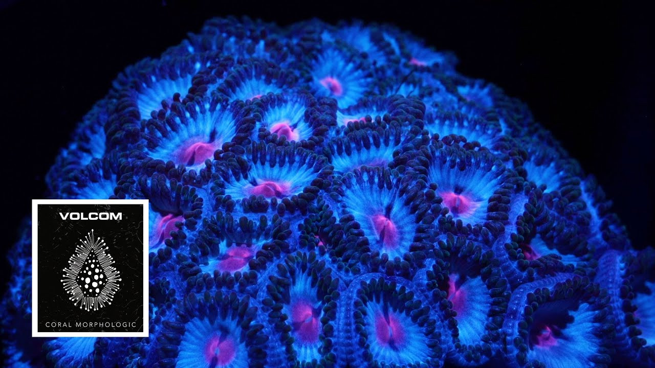 Coral Morphologic is a leading creator of innovative underwater media chronicling Earth's imperiled coral reefs. Coral Morpholigic was founded in 2007 by marine biologist Colin Foord and musician J.D. McKay in Miami as a multi-faceted platform for the development of symbiosis between human and coral. Coral Morphologic's unique methodology blends science and art in a way that enamors popular culture with the beauty of coral while inspiring the next generation to restore the reefs and protect the planet.<br /><br />Volcom is proud to release in collaboration with Coral Morphologic a capsule that includes various styles with designs that promote the restoration of coral reefs around the world.<br /><br />Details: https://vol.cm/coralmorph