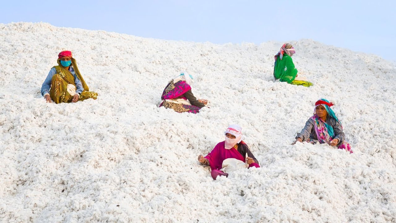 Making clothes can be a dirty business...<br />Volcom's Farm To Yarn is a socially conscious raw materials initiative in India.<br /><br />Director, Nate Peracciny follows Big Tony Alvarez, Volcom’s VP of Global of Compliance & Supply Chain to India to document the progress of Volcom’s ‘Farm To Yarn‘ initiative. Big Tony, Alison Ward (CottonConnect CEO), the farmers and village women share their experience with the program and the benefits of moving away from conventional cotton farming and embracing organic farming.<br /><br />Learn more at http://www.volcom.com/farmtoyarn