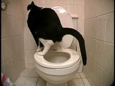This is a video to serve as proof that my cat Iverson used to be toilet-trained. My ex-girlfriend gets 90% of the credit though. But I handled plenty of stinky duties until he could poop all on his own!