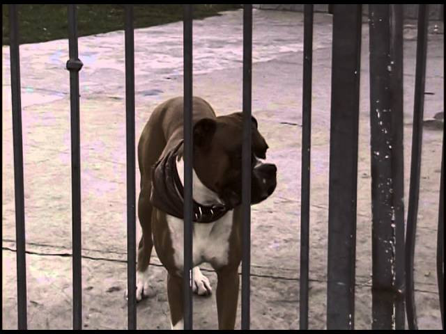 Took the Big Dahg for a little walk. Taylor Caruso now for WKND.