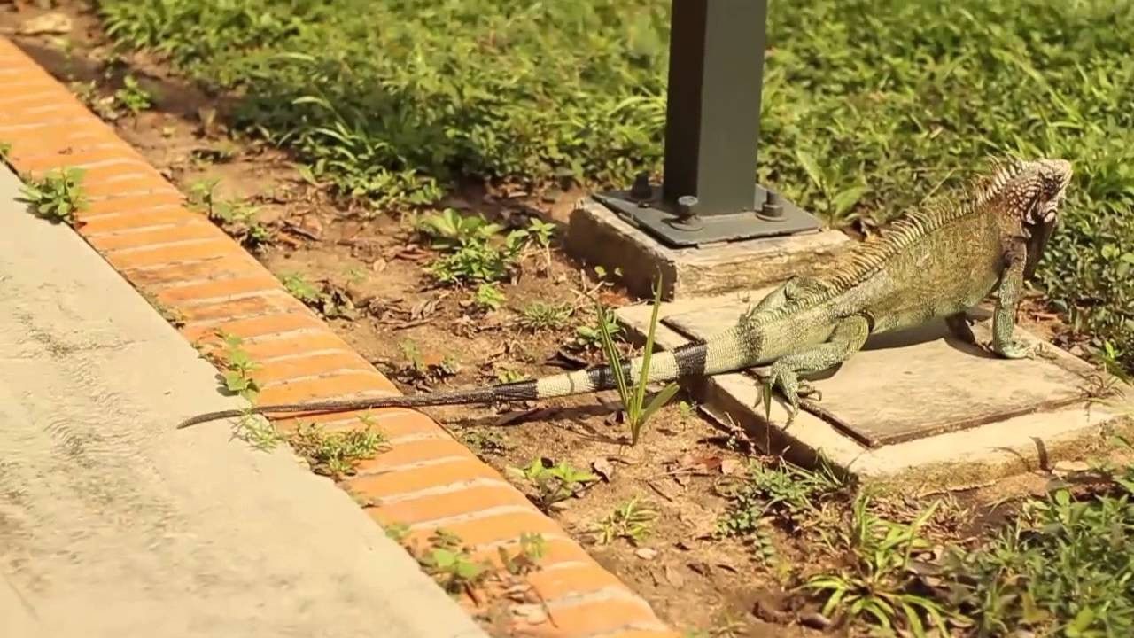 Al 2012 le quedan dos lunes por eso decidimos aprovecharlos para recopilarte los mejor de los clips durante este año, acá tienes la primera parte.