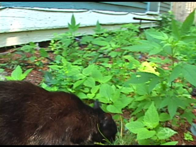 BONES TO DUST, DECAPITATE, FIERCE, BITTER, HARSH, FAULT, DISAPPROVAL, GUILTY, CURSE, SACRILEGIOUS, SINFUL, WICKED, EXECRATE, DAMNED, ANIMOSITY, SHARP, OBNOXIOUS, HATEFUL, CARCASS, CRIME, FELONY, FOUL PLAY, ABOLISHED, ASPHYXIATE, BEHEADED, IMPALED, PUNCTURED, CANNIBAL, DEFLESHED, INFECTION, DYING, ELECTROCUTION, CRUCIFY, VICTIM, FIRED, SCATTERED BRAINS, RIOT, CHAOS, SKINNED, DETERIORATE, EXCRUCIATING, AFFLICTION, AGONIZE, LACERATIONS, OPPRESSION, SUFFER, BLOODY, BREATHLESS, MORTIFIED, GRISLY, CUTTHROAT, FIERCE, ACCURSED, BLASTED, INFLICTION, CONDEMNED, DETESTATION, STRIKE, DEMOLISHED, FINAL, SCARRED, CORRODE, CORRUPTED, DISINTEGRATE, MALNUTRITION, DEFORMED, SABOTAGE, SHATTERED, INVALIDATION, DISTORT, DISSECTION, CHOPPED, GASHED, CATASTROPHE, DEATHCULT<br /><br />www.fancyladskateboards.com