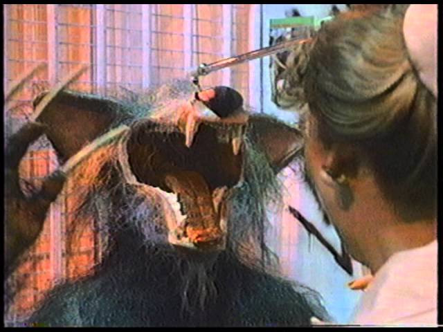 Somehow, the animals are always the first to know.