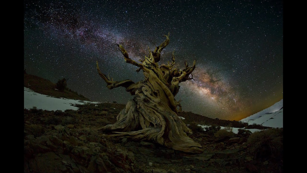Milky Way Season is back 🌌 it was worth it but froze my butt off hiking to the top of a mountain at midnight and snapping a few of the oldest living organism on our planet, Bristlecone Pine Trees 🌲 first one 24mm second one 12mm 📷