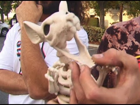 Friggin Tarvin is a footy machine<br /><br />Happy Go Skateboarding Day<br /><br />-Film/Edit-<br /><br />Shane Auckland<br /><br />-Pumpers-<br /><br />Travis Harrison<br />Shane Auckland<br />Corey Greengage<br />Chris Blake<br />Sean Istaste<br />Sebo Walker<br />Niels Bennett<br />Eric Koston<br />Brian Baca<br />Cory Kennedy<br />Jake Shumaker<br />Simon Bannerot<br />Ethan Anderson<br />Chris Jameson<br />Tanner Cudney<br /><br />http://www.sk8rats.com/store