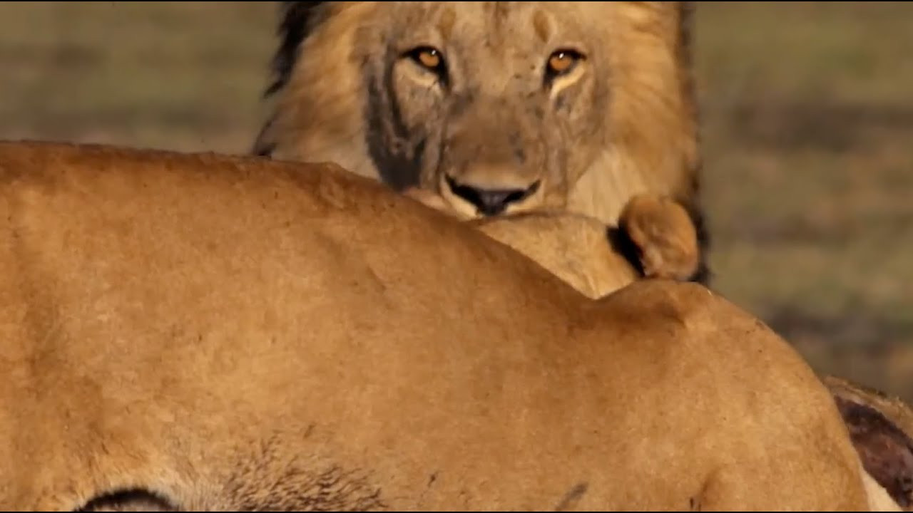 BONES WHEELS PRO SERIES <br />Much like the spirit animal within, each one of these Pros is a master of their own terrain and dominate the concrete jungle with the help from BONES WHEELS new X-Formula. Available in assorted shapes, sizes and hardnesses. <br /><br />Keep skateboarding WILD!<br /> <br />Featuring: <br />* Felipe Gustavo<br />* Matt Berger<br />* Chris Joslin<br />* Jhanka<br />* David Gravette<br />* Tony Hawk<br />* Lizzie Armanto<br />* Dakota Servold<br />* Ryan Decenzo<br /><br /><br />Available at your local shop ......<br />Also available at https://bones.com/skateboard-wheels/x-formula<br /><br />About: X- Formula™ (XF) is another industry leading innovation from the BONES WHEELS factory. X-Formula rolls over rough terrain like softer wheels do, but slides much like a harder wheel will. X- Formula™ is offered in both 97A and 99A durometers also known as X97 & X99.<br /><br />Speed: X-Formula™ is extremely fast because it has a super high rebound. X-Formula rolls much smoother and faster on all terrains because it absorbs vibration and softens impacts much better than any other wheel in the market.<br /><br />Grip & Slide: The slide-ability comes from its unique blend of high performance materials. X-Formula will slide when you ask it to, and grip when you need it most. This is because X-Formula is specially formulated for any terrain. It has been developed over a ten year period to optimize performance and fine tuned to perfection. X-Formula is very unique product<br /><br />Durability: X- Formula™ is smooth, fast and durable. It has been developed using the highest quality, longest lasting materials. X-Formula is a great value and because it softens landings and absorbs vibration, it is also better on your body which can add longevity to your normal day of skating. These wheels will change your life!