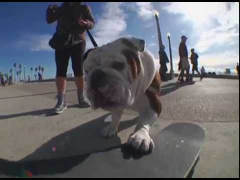 For more information please visit:<br />https://www.stussy.com/<br />https://www.stussy.co.uk/<br />https://www.stussy.co.kr/<br /><br />Register for our newsletter to stay up to date with the latest Stüssy releases: http://bit.ly/2TlxjSA The Stüssy Beach Pant. One leg at a time since 1987. <br />📹 Jared Sherbert (IG: @mmmsherbert)<br /><br />Since 1987 the Stüssy Beach Pant has been an easy wearing staple that feels right on the sand or the street. Durable brushed cotton cut in a slim chino silhouette with an elastic waistband and adjustable drawstring makes them the appropriate attire for any endeavor. Always available in a myriad of seasonal colors<br />and fabrics - the perfect pants for any path.<br /><br />For more information please visit:<br />https://www.stussy.com/<br />https://www.stussy.co.uk/<br />https://www.stussy.co.kr/<br /><br />Register for our newsletter to stay up to date with the latest Stussy releases: http://bit.ly/2TlxjSA