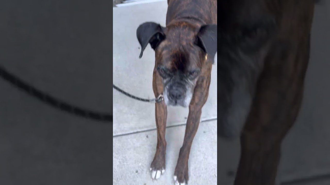 TOMMY / JOSLIN / KRISTION / LAZER/ TREVOR / FELIPE<br /><br />planbskateboards.com