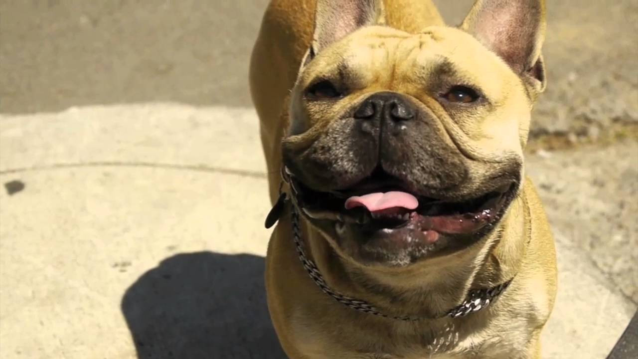 Boo Johnson and his dog Dirty Ghetto Yogi coming with that fire:<br />http://www.dgk.com