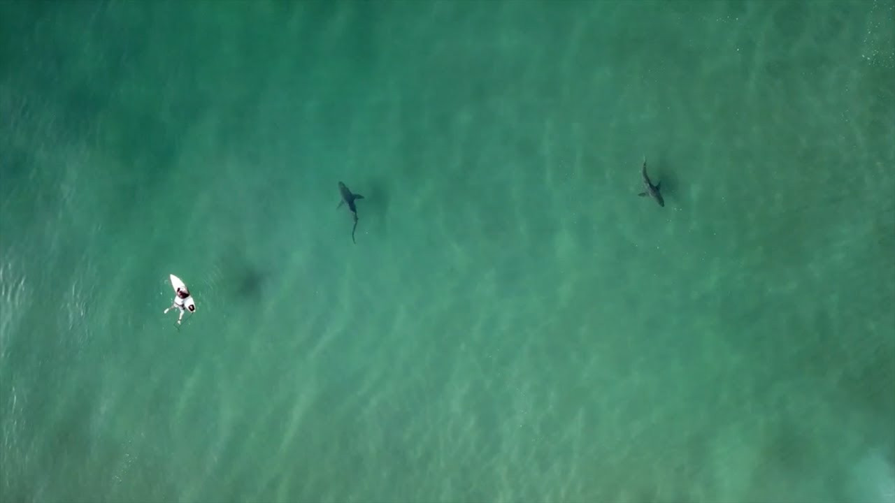 Sharks Circling Surfers in Durban, South Africa, filmed by Brad Mommsen.