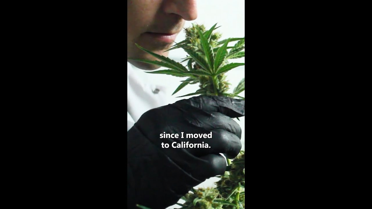 Sean Salt talks about finding another way to earn a living while still making time to skate back in his segment "Workin' Man" in issue 6!🍁<br /><br />📺iDabblevm.com for more!<br /><br />#Skateboarding #Cannabis #Shorts #ShortsVideo