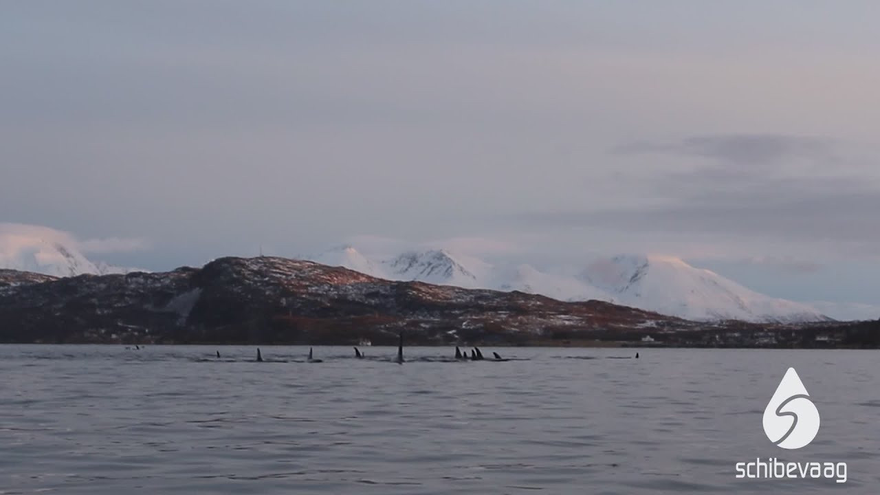 SUP Magazine takes us into an experience of lifetime: paddling with orcas in Norway.
