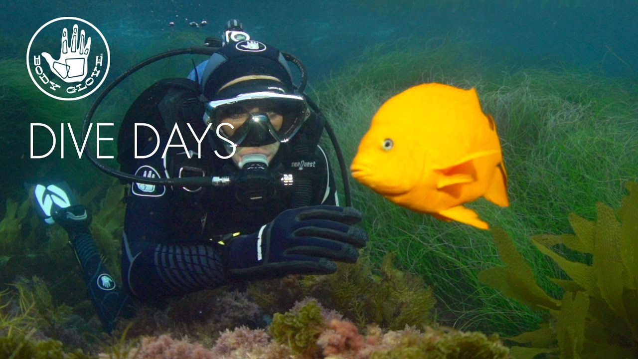 Diving has been a part of Body Glove from the very beginning. Check out our latest Scuba and Freedive wetsuits on a trip to Catalina Island off of Southern California.<br /><br />Divers - Scott Smith, Helina Beck, Emily Nicklas, Cheyne Magnusson<br />Cinematographers - Greg Browning, Scott Smith<br />Editor - Scott Smith
